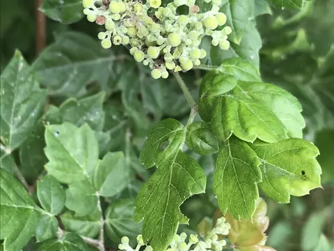 peppervine (Nekemias arborea)