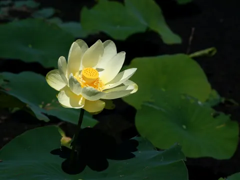 Amerikanische Lotosblume (Nelumbo lutea)