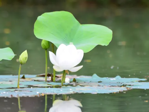 Indische Lotusblume (Nelumbo nucifera)