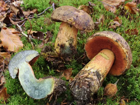 Falscher Hexenpilz (Neoboletus praestigiator)