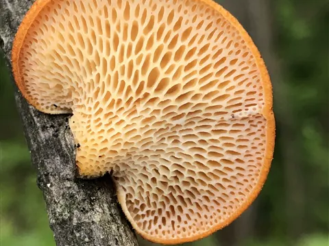 Wabenporling (Neofavolus alveolaris)