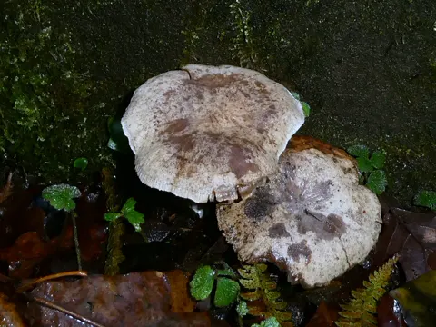 Harziger Sägeblättling (Neolentinus adhaerens)