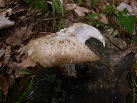 Schuppiger Sägeblättling (Neolentinus lepideus)