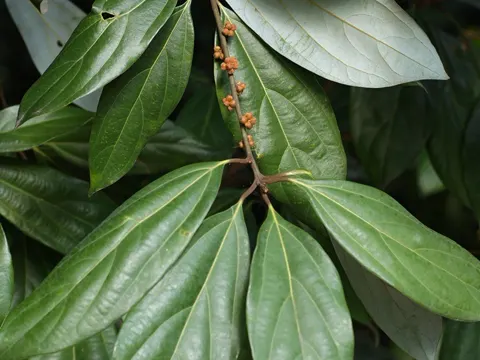 Neolitsea dealbata