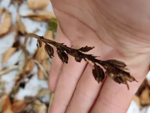 Nestwurz (Neottia nidus-avis)