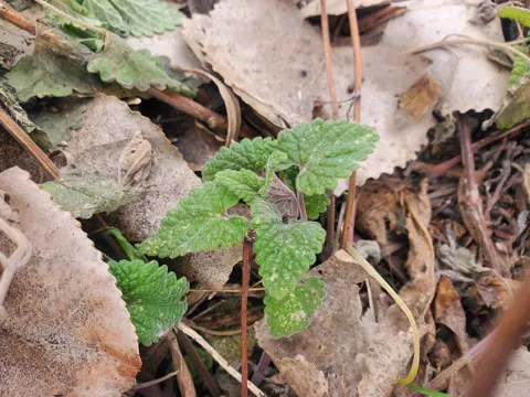 Catnip