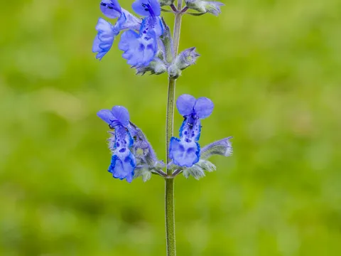 Traubige Katzenminze (Nepeta racemosa)