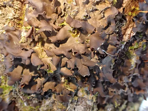 Schildflechte (Nephroma bellum)