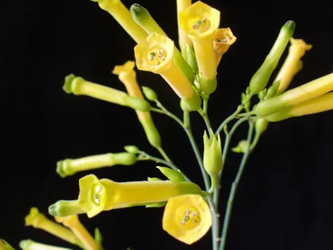 Baum-Tabak (Nicotiana glauca)