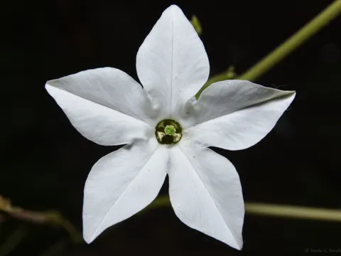 Nicotiana longiflora