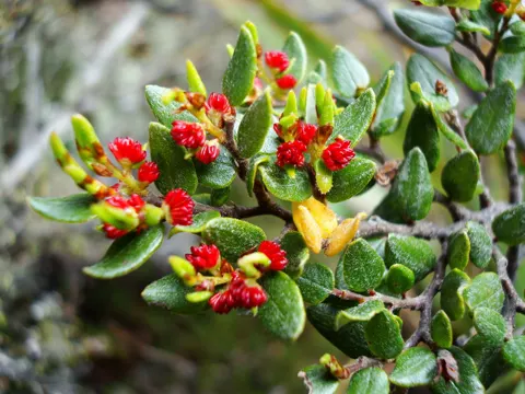 Nothofagus cliffortioides