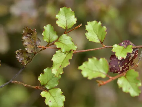 Nothofagus fusca