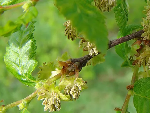 Roble-Scheinbuche