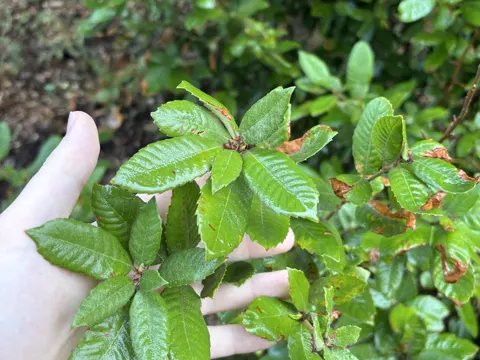 Tanoak