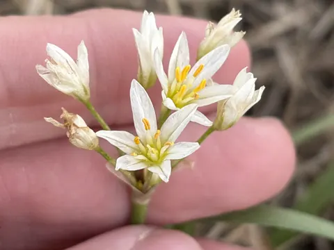 False Garlic