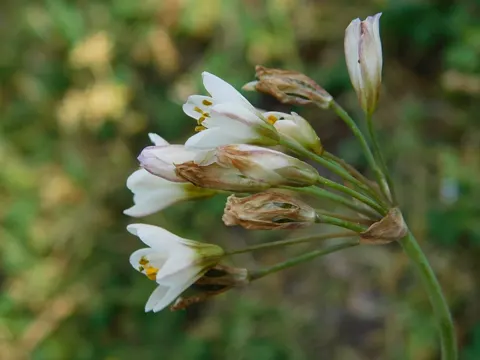Nothoscordum gracile