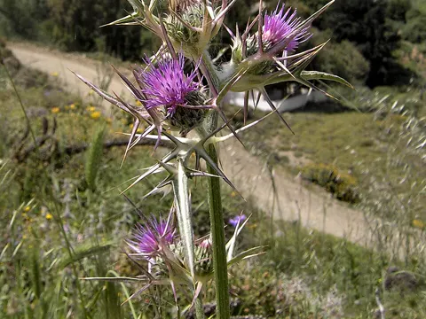 Syrian Thistle