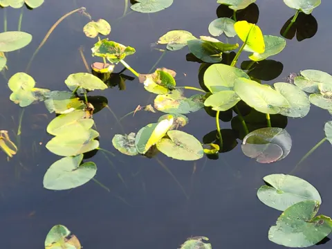 Spatterdock