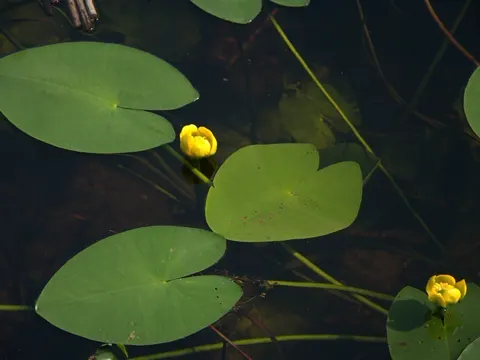 Gelbe Seerose (Nuphar lutea)