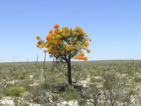 Western Australian Christmas Tree