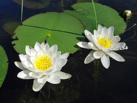 White Water Lily
