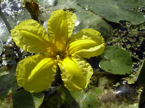Teichenzian (Nymphoides peltata)