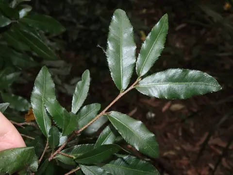 Ochna serrulata
