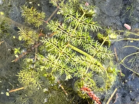 Wasserfenchel (Oenanthe aquatica)