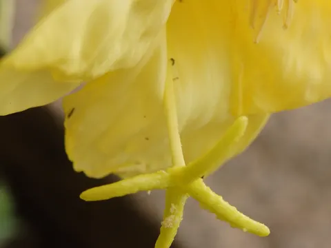 Rotkelchige Nachtkerze (Oenothera glazioviana)
