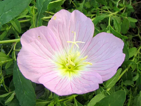 Schöne Nachtkerze (Oenothera speciosa)