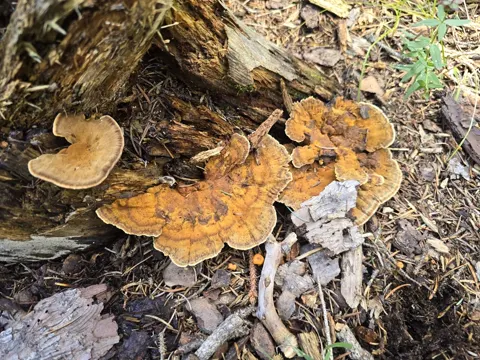 Gestielter Schillerporling (Onnia tomentosa)