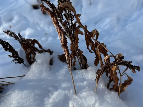 Sensitive Fern