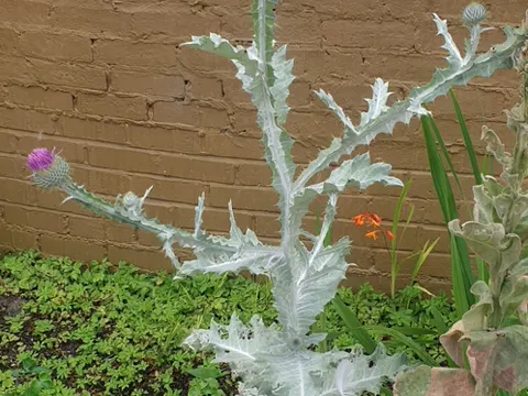 Eselsdistel (Onopordum acanthium)