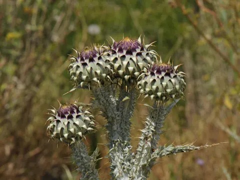 Illyrische Eselsdistel