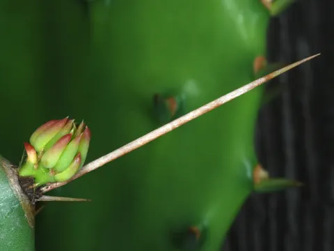 Southern Prickly Pear