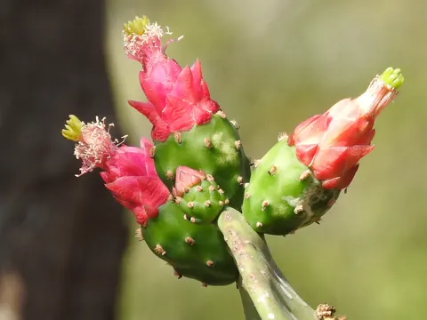 Cochenille-Feigenkaktus