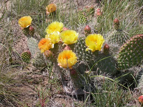 Plains Prickly Pear