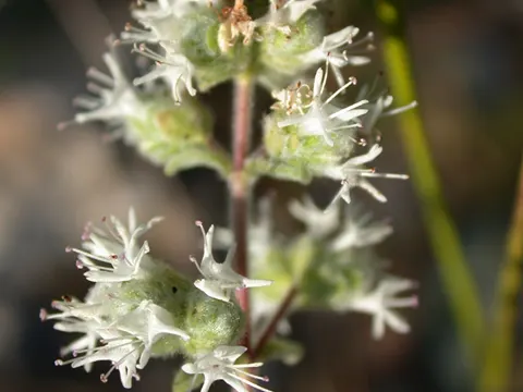 Syrian Oregano