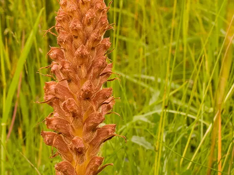 Knapweed Broomrape