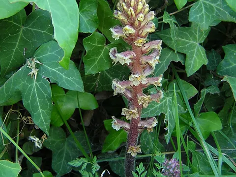 Efeu-Sommerwurz (Orobanche hederae)