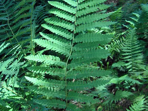Interrupted Fern (Osmunda claytoniana)