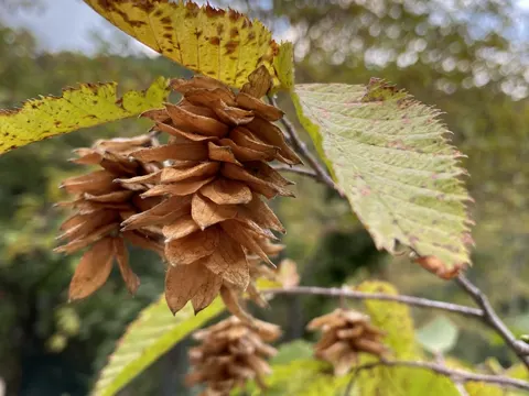 Hopfenbuche (Ostrya carpinifolia)