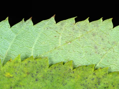 Virginische Hopfenbuche (Ostrya virginiana)