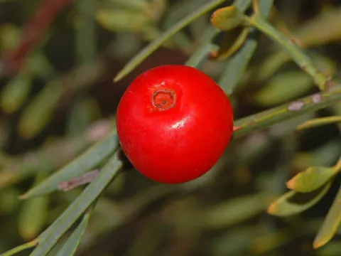 Honigduftender Rutenstrauch (Osyris alba)