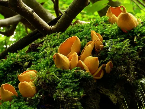 Eselsohr (Otidea onotica)