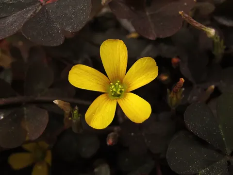 Kleiner Sauerklee (Oxalis corniculata)