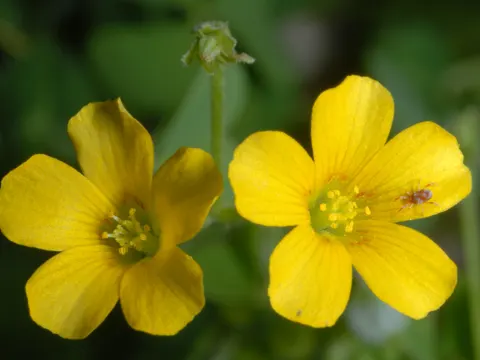Dillenius' Sauerklee (Oxalis dillenii)
