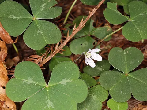 Wald-Sauerklee (Oxalis oregana)