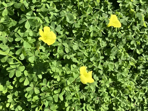 Bermuda Buttercup
