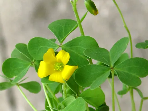 Common Woodsorrel